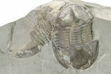 Inflated Isoteloides Flexus Trilobite - Fillmore Formation, Utah #274042-2